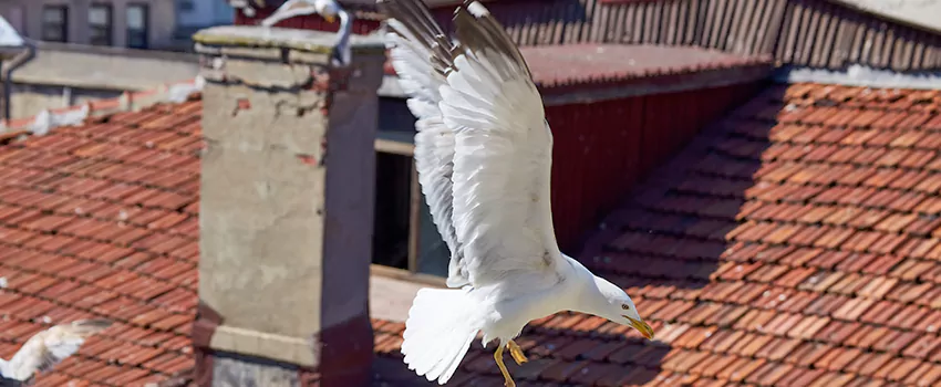 Residential Chimney Animal Removal Solution in Highland Springs, VA