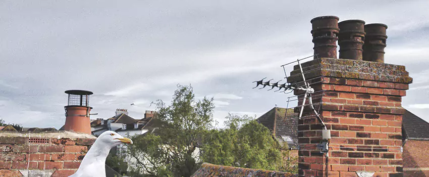 Chimney Cleaning And Restoration in Highland Springs, Virginia